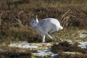 Hares by Betty Fold Gallery